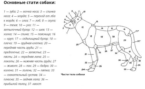 На рисунке лопатка собаки обозначена цифрой